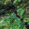 Plants: image 162 Of 208 Thumb